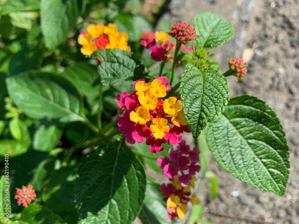 L. camara has small tubular shaped flowers, which each have four petals and are arranged in clusters in terminal areas stems. Flowers come in many different colours, including red, yellow, white, pink L. camara has small tubular shaped flowers, which each have four petals and are arranged in clusters in terminal areas stems. Flowers come in many different colours, including red, yellow, white, pink
