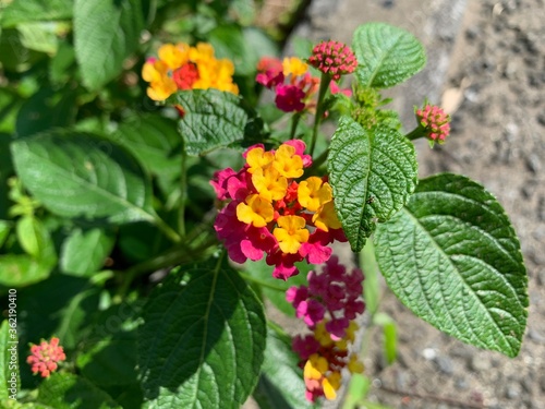 L. camara has small tubular shaped flowers  which each have four petals and are arranged in clusters in terminal areas stems. Flowers come in many different colours  including red  yellow  white  pink