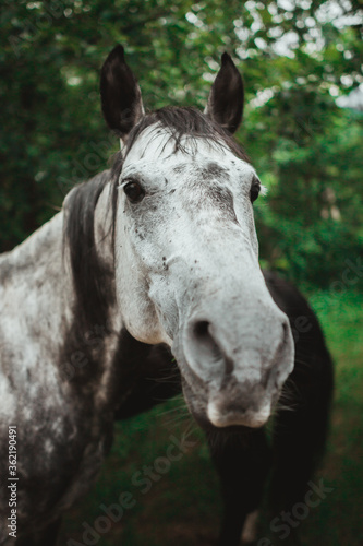Beautiful horse, close up portrait, copy space, vertical image, natural light, natural colors, green tree backwards