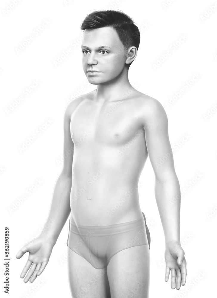 Fototapeta premium 3d rendered illustration of the young boy body