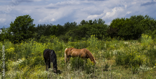 einen schönen Sommertag in einen schönes Grün bin ich spazieren gegangen und bin auf zwei Pferde gestoßen die schöne Natur und die zwei schöne Pferde machen das Bild schon fast perfekt