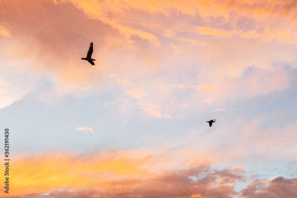 Seagulls flying in the sky with intense orange clouds at sunset