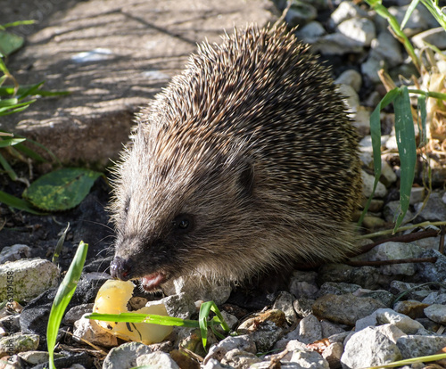 Hedgehog eating small potato photo