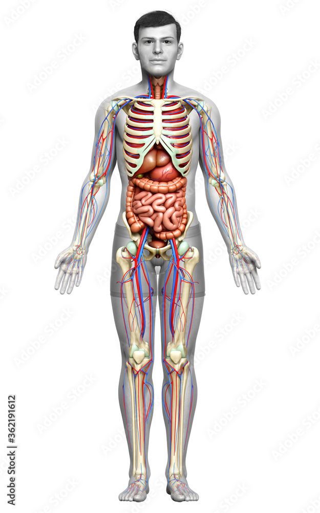 3d rendered medically accurate illustration of male Internal organs, skeleton and circulatory system