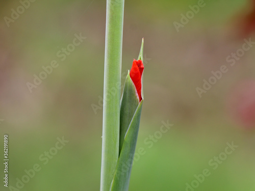 Obraz na plátně Close up shot of orange gladiola flower  bud