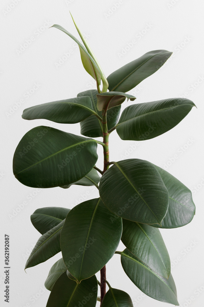 Obraz premium Ficus plant on a white background.