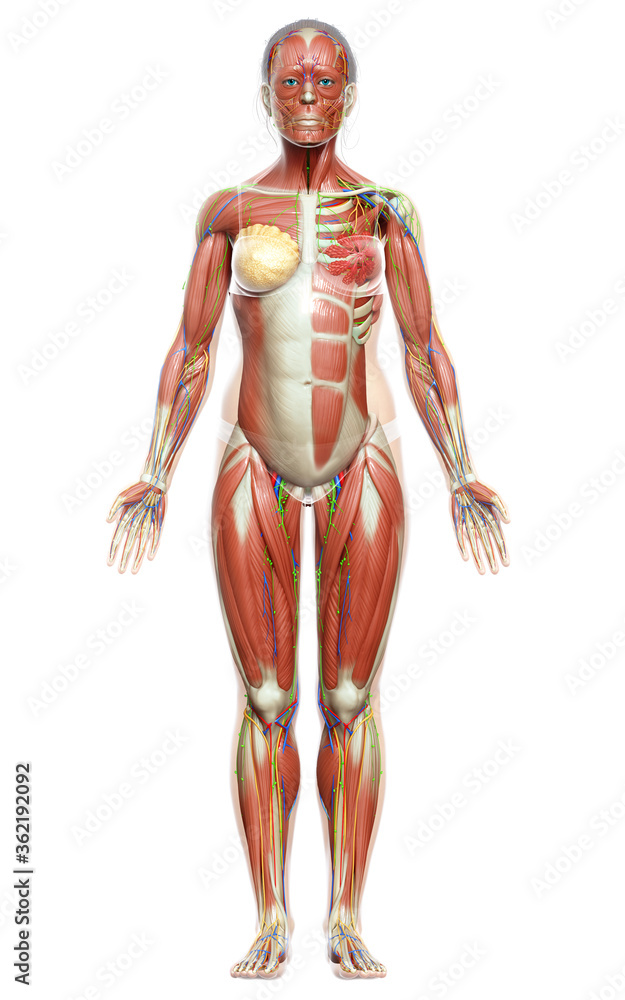 3d rendered medically accurate illustration of a female muscle system 3d rendered medically accurate illustration of a female muscle system