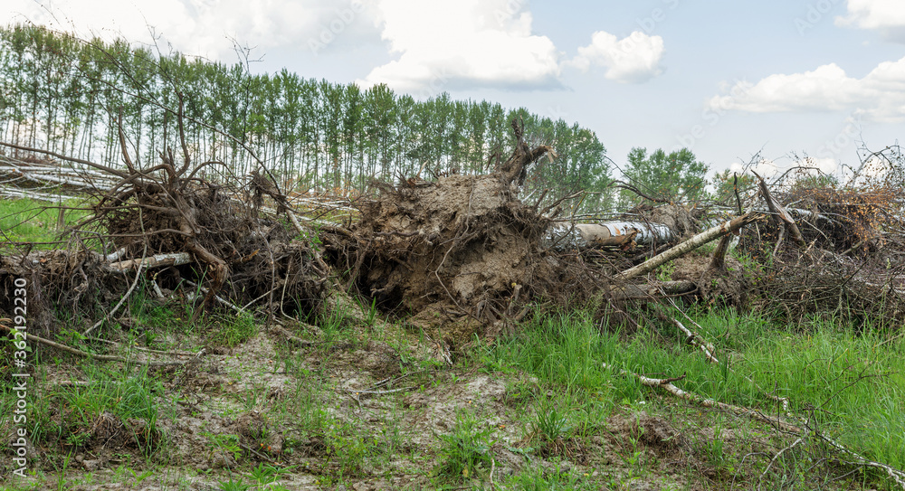 Area of illegal logging. Forests Deforestation humans are causing global warming. Deforestation, destruction of deciduous forests. Concept of environmental damage and crime in forests on planet Area of illegal logging. Forests Deforestation humans are causing global warming. Deforestation, destruction of deciduous forests. Concept of environmental damage and crime in forests on planet