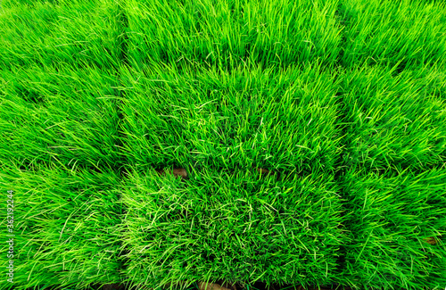 Green young rice paddy field.