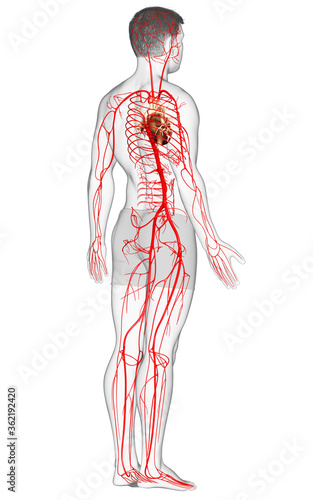 3d rendered medically accurate illustration of male arteries