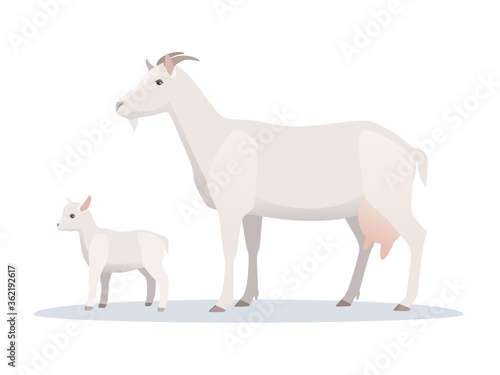 Vector illustration of goat with young goatling. Farm animals, domestic small cattle adult and young.