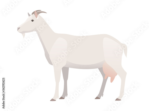 Vector illustration of female goat. Farm animal, domestic small cattle, isolated on white.