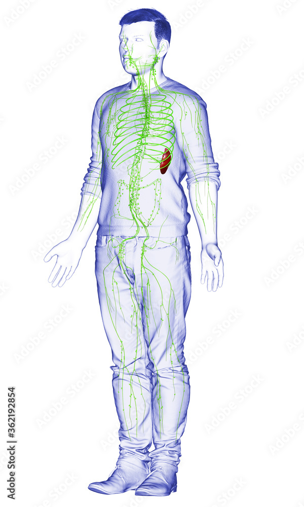 3d rendered medically accurate illustration of a male lymphatic system 3d rendered medically accurate illustration of a male lymphatic system