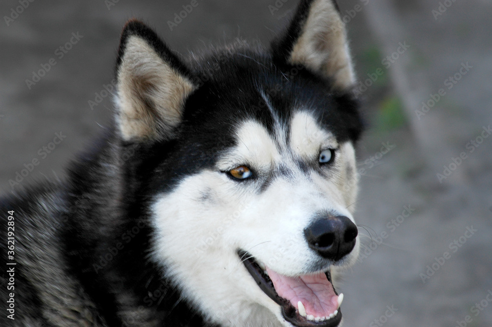 siberian husky dog