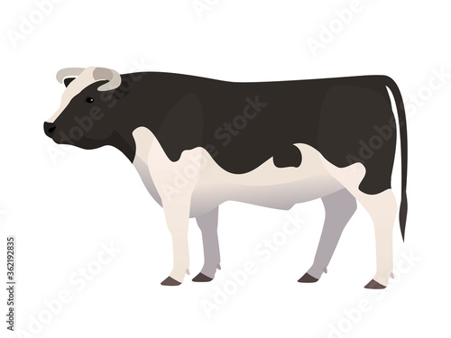 Vector illustration of a bull, black and white color. Farm animal, domestic cattle,isolated on white.