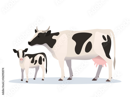Vector illustration of cow and calf. Farm animals, domestic cattle adult and young. photo