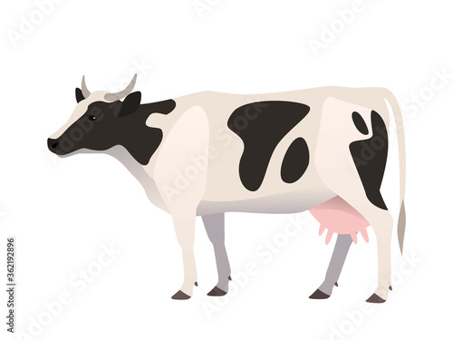 Vector illustration of a cow, black and white color. Farm animal, domestic cattle,isolated on white.
