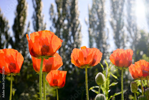 field of red poppies