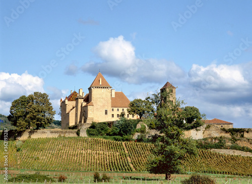 Vineyard in the Burgundy