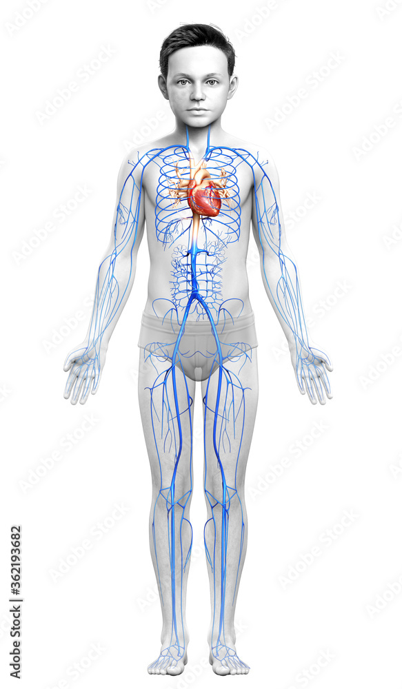 3d rendered medically accurate illustration of a boy Veins anatomy