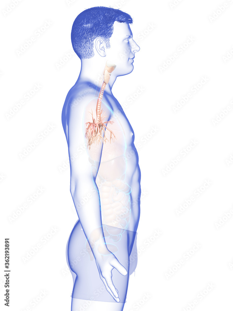 3D illustration of Larynx Trachea Bronchi Part of Respiratory System. 3D illustration of Larynx Trachea Bronchi Part of Respiratory System.