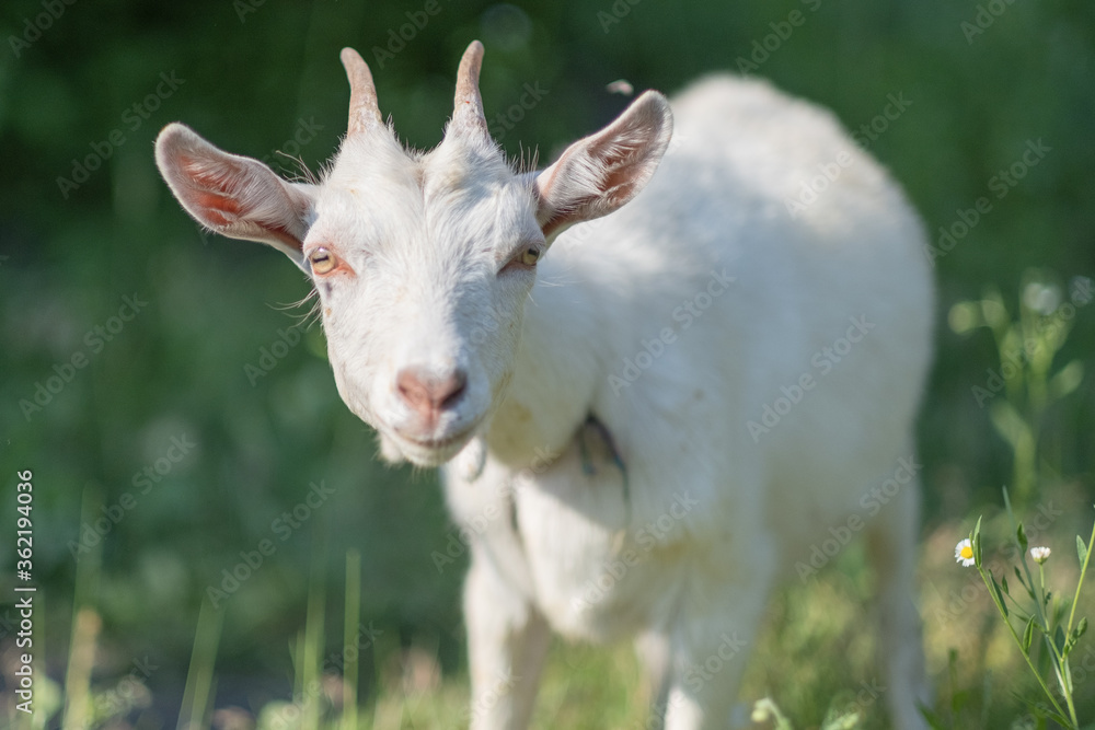 Young white goat eats grass in a summer meadow. White goat grazes in the meadow. Young white goat eats grass in a summer meadow. White goat grazes in the meadow.