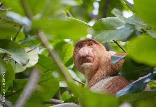 Photography The Wild Proboscis Monkeys of Bako National Park, Sarawak Province, Malaysia