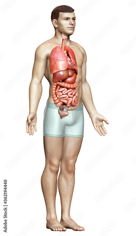 3d rendered medically accurate illustration of male Internal organs 3d rendered medically accurate illustration of male Internal organs