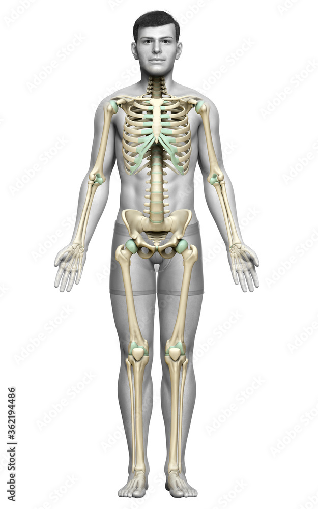 3d rendered, medically accurate illustration of a male skeleton system