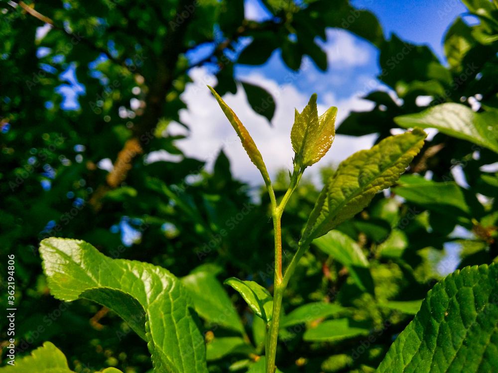 Fototapeta premium Garden plum sprout close up.