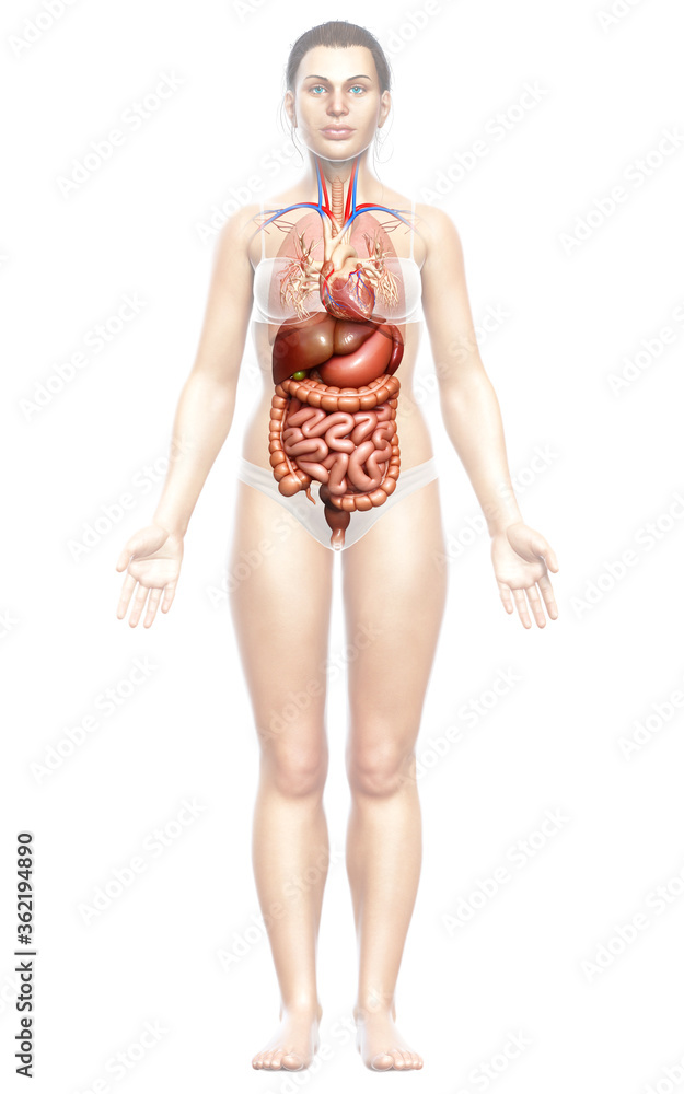 3d rendered medically accurate illustration of female Digestive System 3d rendered medically accurate illustration of female Digestive System