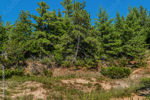 Pinery Provincial Public Park: breathtakingly beautiful park with 10 km of sand beach on the shores of mighty Lake Huron, Coastal Dune Ecosystems. Ontario, Canada.