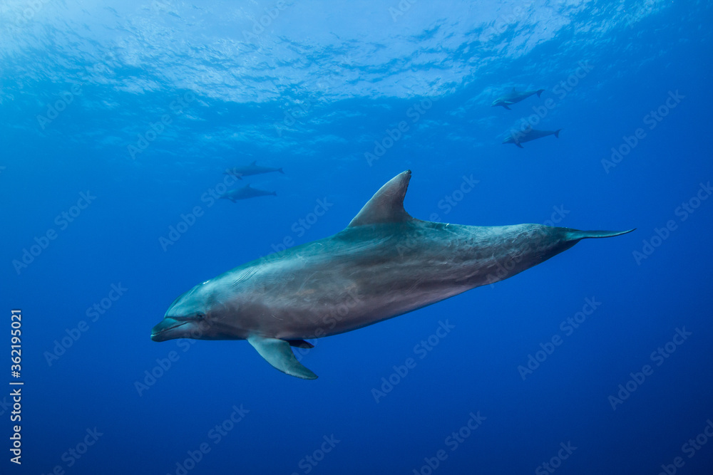 dolphins underwater