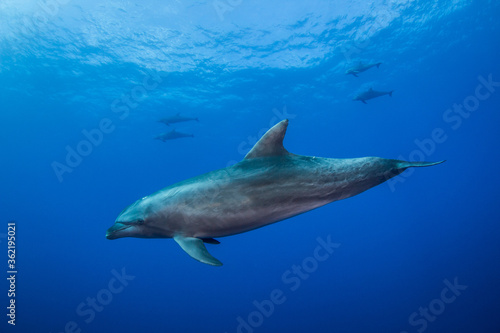 dolphins underwater © Tropicalens