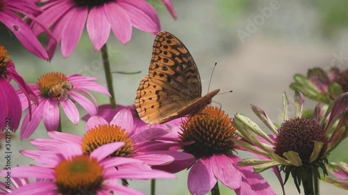Aphrodite Fritillary on Purple Coneflower