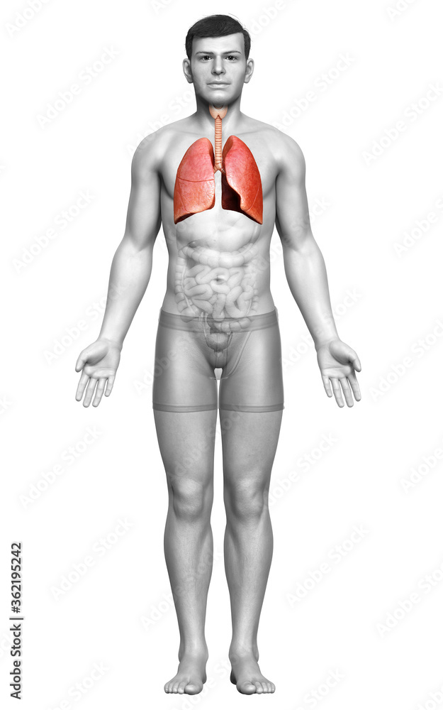 3d rendered, medically accurate illustration of a male lung anatomy