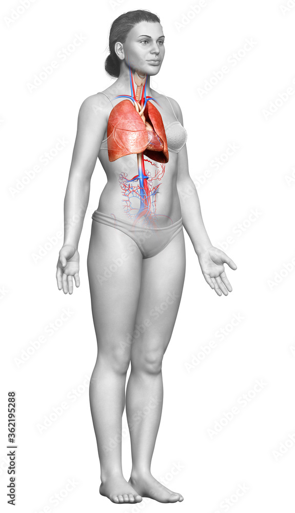 3d rendered, medically accurate illustration of a female lung anatomy 3d rendered, medically accurate illustration of a female lung anatomy