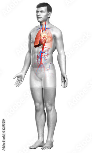 3d rendered  medically accurate illustration of a male lung anatomy