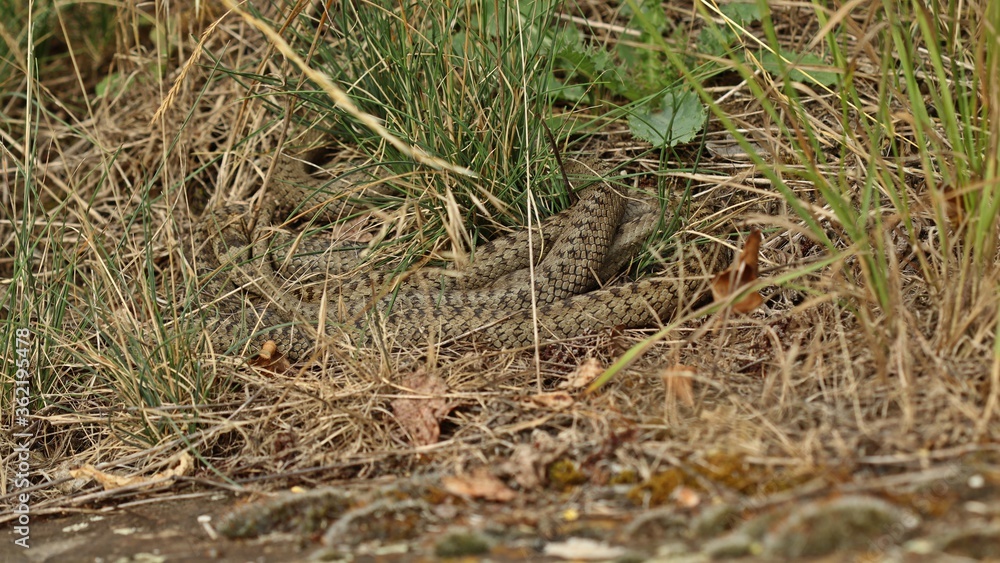 Drei Schlingnattern (Coronella austriaca) beim Sonnenbad