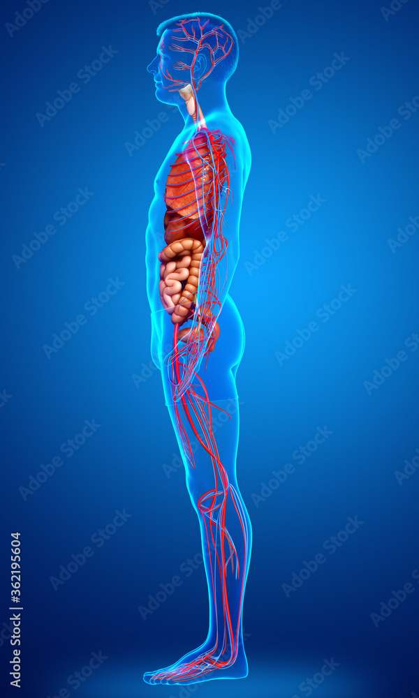 3d rendered medically accurate illustration of the male circulatory system and internal organs 3d rendered medically accurate illustration of the male circulatory system and internal organs