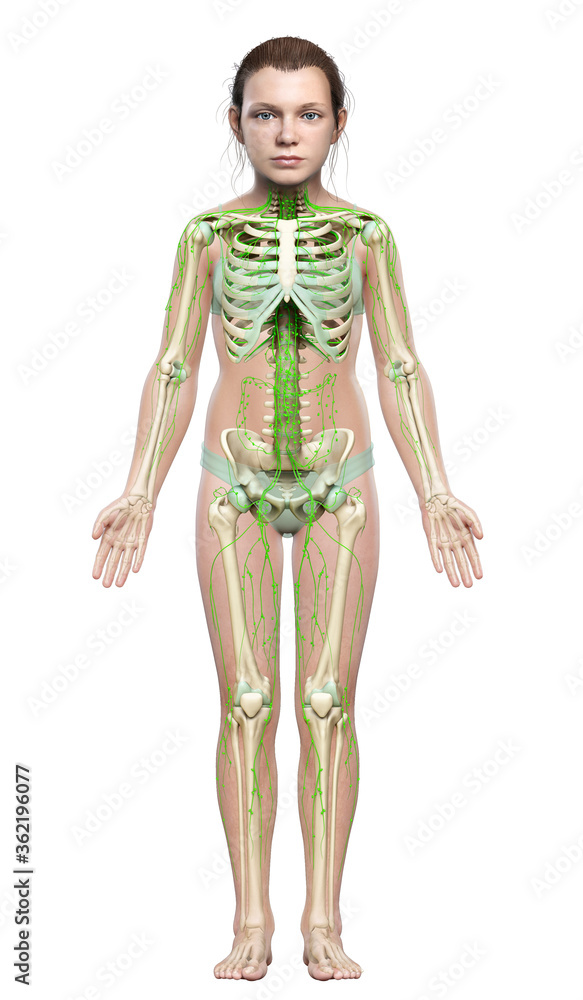 3d rendered medically accurate illustration of a young girl lymphatic system 3d rendered medically accurate illustration of a young girl lymphatic system