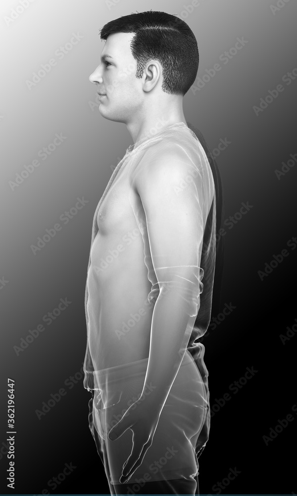 Fototapeta premium 3d rendered illustration of the male body