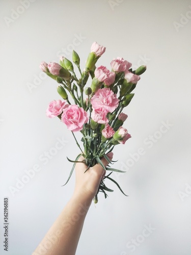 Flowers goździki © Urszula