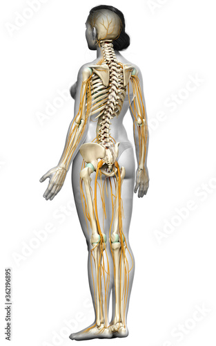 3d rendered medically accurate illustration ofa female nervous system and skeleton system © pixdesign123