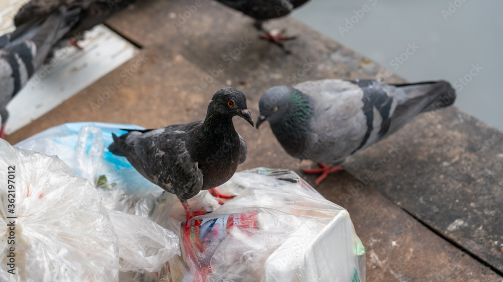 Fototapeta premium Pigeons fight for food