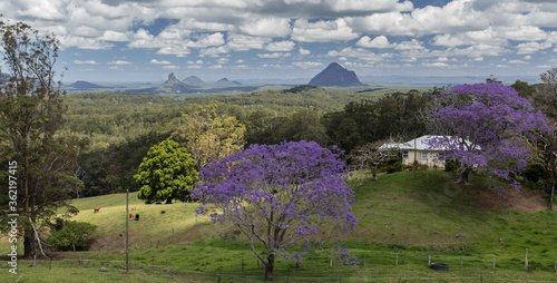 Australia - Blue Jacaranda Trees with the Glass House Mountains in the background © dave