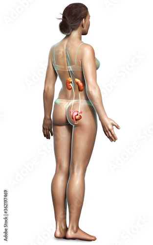 3d rendered, medically accurate illustration of female   kidneys photo