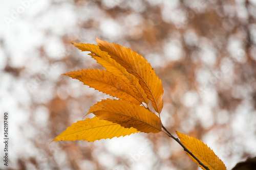 Maple Tree Leaves in Nishat Bagh  garden  during autumn at Srinagar  Jammu and Kashmir  India