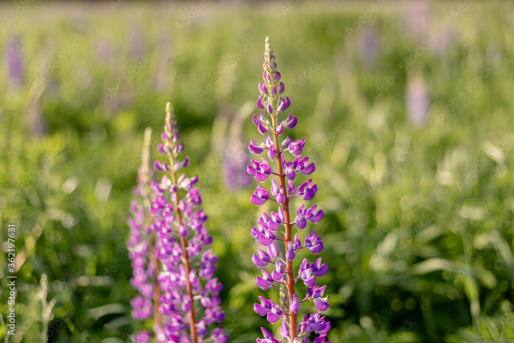 Lupin field with pink purple flowers. Bunch of lupines summer flower background. Blooming lupine flowers. field of lupines. Sunlight shines on plants. spring and summer flowers. Gentle warm soft color Lupin field with pink purple flowers. Bunch of lupines summer flower background. Blooming lupine flowers. field of lupines. Sunlight shines on plants. spring and summer flowers. Gentle warm soft color