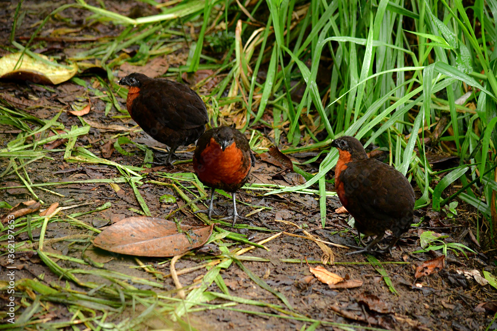 Obraz premium Aves silvestres ubicadas en Mindo, Ecuador, Reserva de Biósfera del Chocó Andino